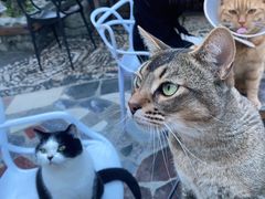 -喵屿·大理花园猫咖