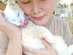 -楼上猫咖(罗湖店)