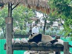 -西霞口神雕山野生动物世界