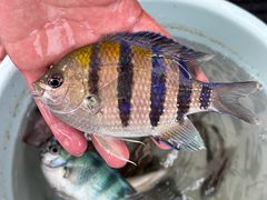 -小猫钓鱼海钓俱乐部(椰梦长廊店)