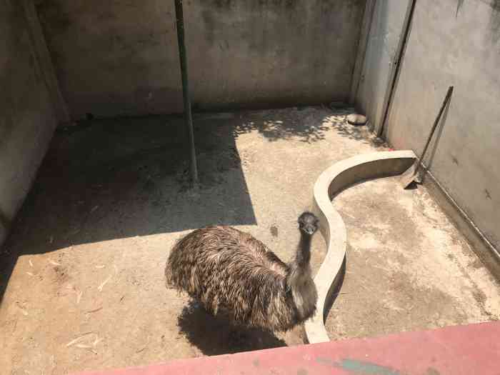 绵阳动物园-"绵阳真的是没啥耍的,周末没事做到处闲逛,.