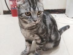 -藏猫猫咖啡主题馆(中央大道店)