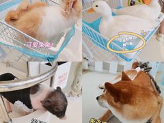 -怪兽屋·羊驼·猫咖·狗咖(俊华广场店)