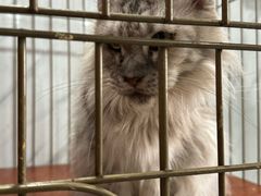-猫爷宠物生活馆·撸猫馆