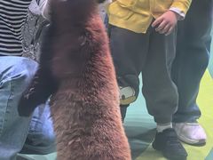 -海合安成都极地海洋公园