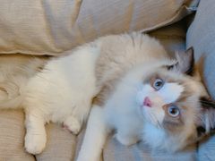 -滚猫咖啡·猫咖·猫友好撸猫(未来城店)