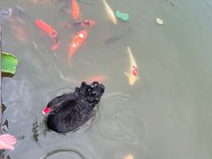 -大湾区中央湿地公园