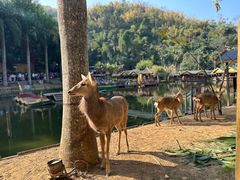 -西双版纳原始森林公园