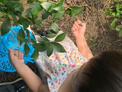 -金谷域澳洲庄园