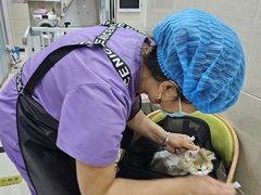 -北京观赏动物医院·24小时大型综合·猫专科·异宠专科