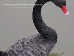 -五缘湾湿地公园