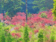 -广州市帽峰山景区