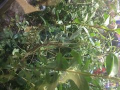 上海昆虫博物馆-上海昆虫博物馆