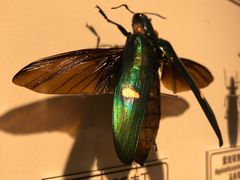 -紫荆广场·花漫里