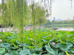 -济南大明湖景区