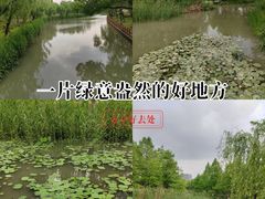 -九科绿洲
