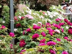 -洛阳市隋唐城遗址植物园