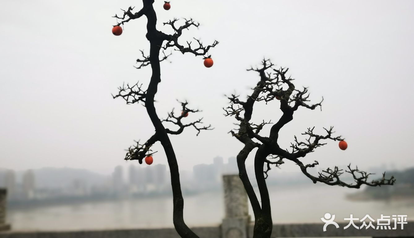 盆景艺术，匠心独具