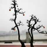 盆景艺术，匠心独具