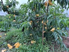 -南汇新场正宗水蜜桃采摘