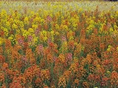 -中国天府农业博览园