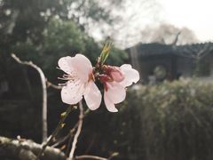 -耦园