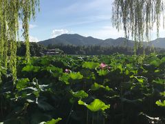 -西湖外事游船(花港观鱼码头)