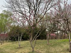 -元大都城垣遗址公园