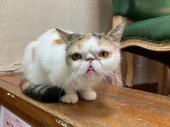 -猫小院猫主题餐厅(南锣旗舰店)