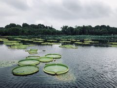 -荷塘月色湿地公园·向阳花洲