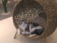 -飞行喵MR PILOT|猫舍·猫咖(静安大融城店)