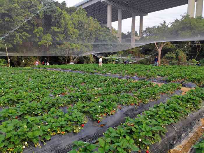 梧桐山草莓园(燕鹏煤气站店)-"新年快乐呀[偷笑][偷笑] 遛娃遛到梧.