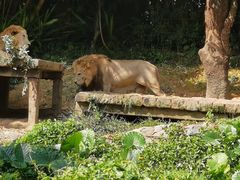 -广州长隆野生动物世界