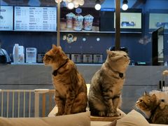 -啵啵喵·猫咖(攀华国际店)