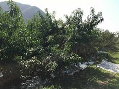 -小慧大桃观光采摘园