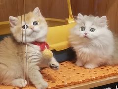 -欣宠猫屋·矮脚拿破仑·蓝金金渐层