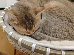 -共舞时光猫咖·狗咖(新街口店)