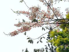 -深圳国际园林花卉博览园