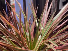 -阿大排档(长春这有山店)