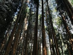 -武陵山森林公园