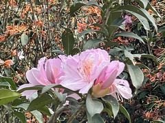 -梧桐山风景名胜区