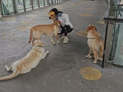 -1013 PET SHOP 宠物商店(近铁城市广场店)