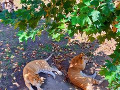 -西霞口神雕山野生动物世界