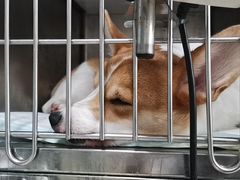 -申普宠物医院·眼科·心内科·影像科(普陀分院)
