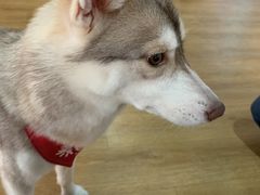 -Husky Go! 哈士奇体验馆·宠物咖啡厅狗咖