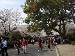 -武汉大学-樱园