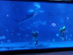 -烟台海昌鲸鲨海洋公园