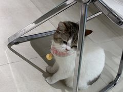 -怪兽屋·羊驼·猫咖·狗咖(俊华广场店)