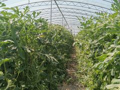 -庞各庄西瓜蔬菜采摘园·锦华瓜园