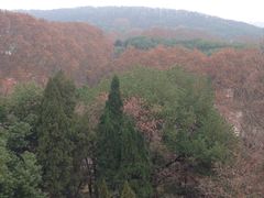-武汉大学-樱园